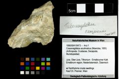 Foto (Objekt + Etiketten) von Cracensigillatus acutirostrus (Moericke, 1889) 